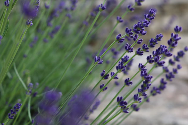 Stressmanagement BGM Helga Montag