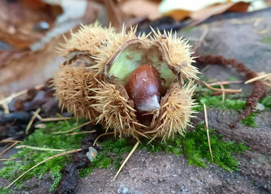 naturesilienz bgm helga montag